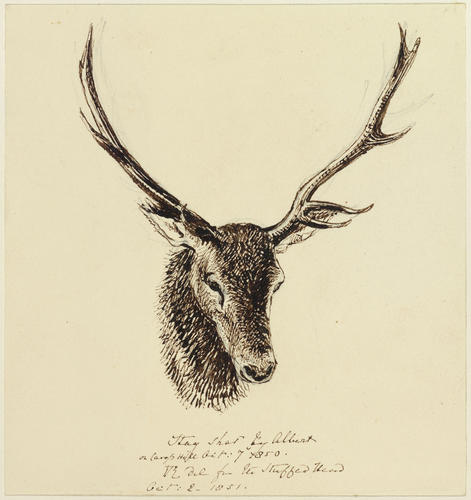 Stag shot by Albert on Canop Hill Oct: 7 1850