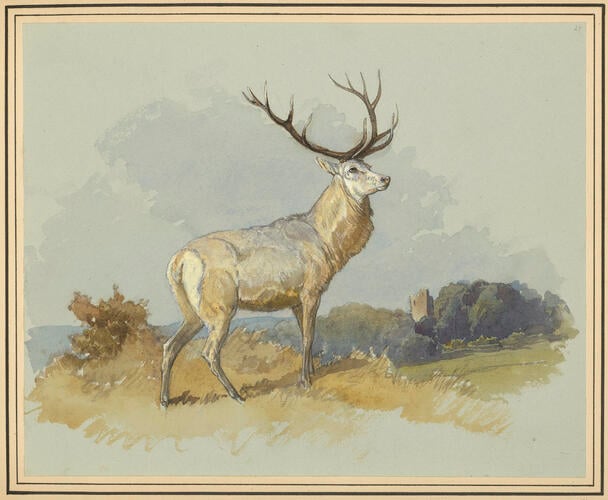 White Stag White Stag