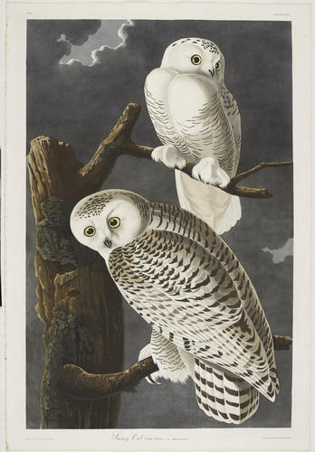 The Birds of America, from original drawings ; v. 2 / by John James Audubon