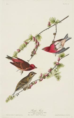 The Birds of America, from original drawings ; [v. 1] / by John James Audubon