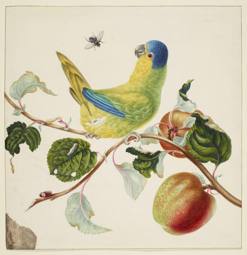 Lory on a branch of Apple