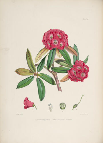 The Rhododendrons of Sikkim-Himalaya : being an account, botanical and geograhpical, of the rhododendrons recently discovered in the mountains of Eastern Himalaya, . . . / by Joseph Dalton Hooker ; edited by Sir W. J. Hooker