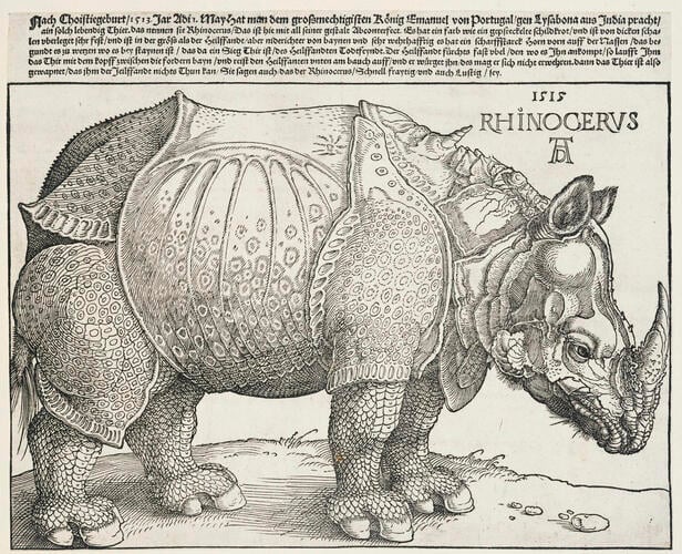 A rhinoceros