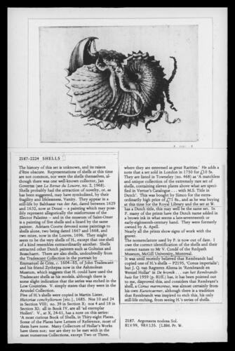 Nodose or knobbly paper nautilus (Argonauta nodosa Lightfoot, 1786)