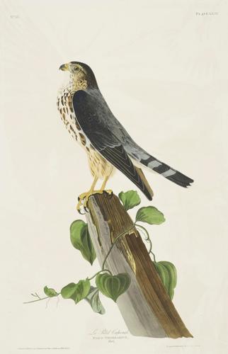 The Birds of America, from original drawings ; [v. 1] / by John James Audubon