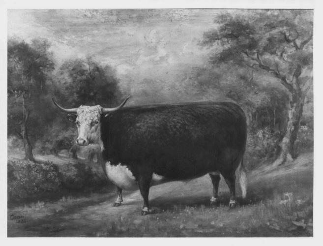 A Hereford Steer