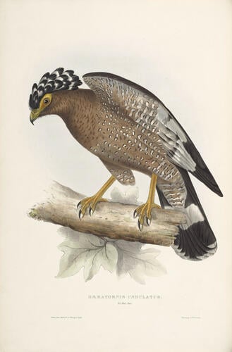 A Century of birds from the Himalaya Mountains / by John Gould