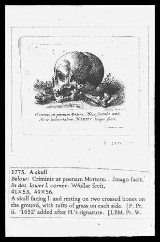 A skull A skull