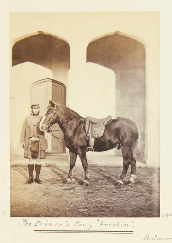 The Prince's pony 'Brechin', Balmoral 1863 [Photographic Portraits Vol. 4/62 1861-1876]