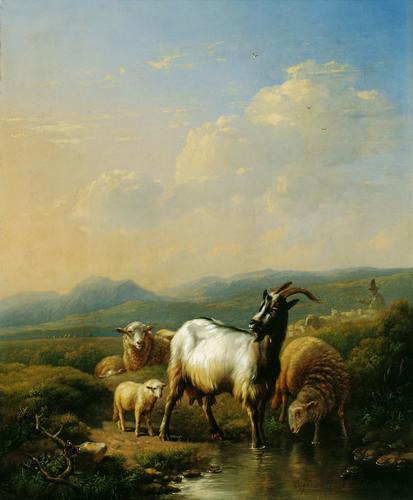 Goats and Sheep