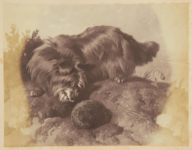 Dandie Dimont