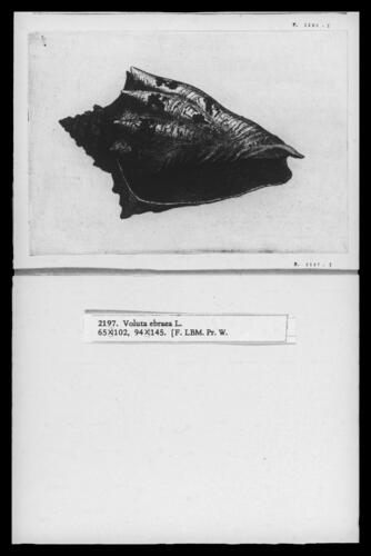 Hebrew volute (Voluta ebraea)