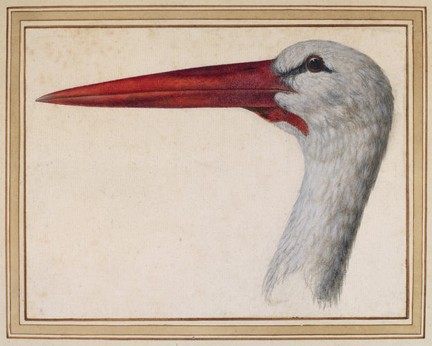 Head of a white stork