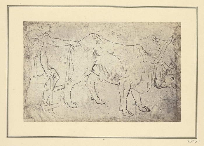 A man and two oxen