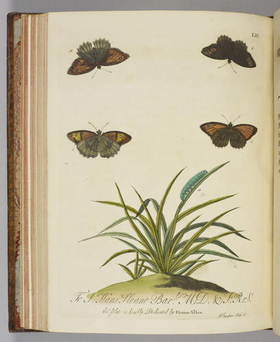 A Natural history of English insects / by Eleazar Albin