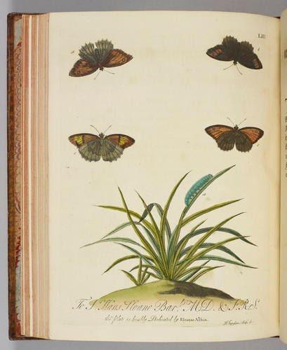 A Natural history of English insects / by Eleazar Albin A Natural history of English insects / by Eleazar Albin