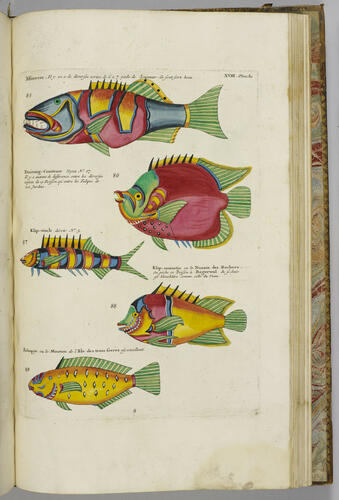 Poissons, écrevisses et crabes. . . que l'on trouve autour des Isles Moluques, et sur les côtes des Terres Australes. . . / Louis Renard