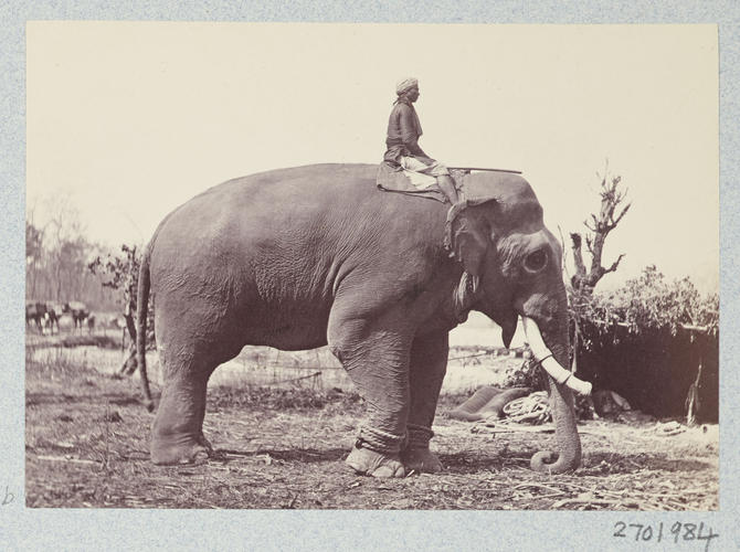 'Jung Pershad' (elephant): Prince of Wales Tour of India 1875-6 (vol. 6) 'Jung Pershad' (elephant): Prince of Wales Tour of India 1875-6 (vol. 6)