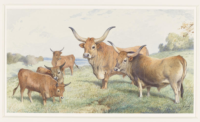 Spanish Cattle at Osborne
