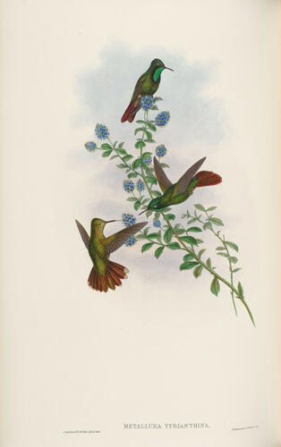 A Monograph of the Trochilidae, or family of humming-birds ; v. 3 / John Gould