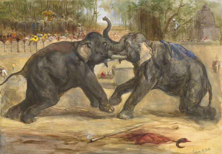 Elephant fight in the Agga, 19 November