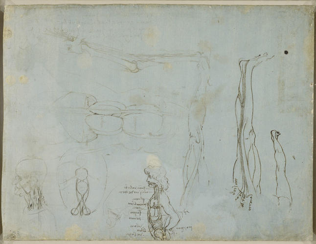 Recto: Miscellaneous anatomical studies. Verso: The leg sectioned