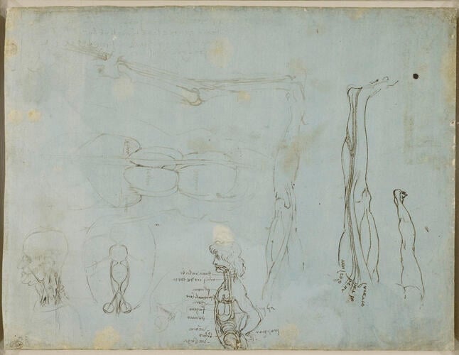 Recto: Miscellaneous anatomical studies. Verso: The leg sectioned Recto: Miscellaneous anatomical studies. Verso: The leg sectioned
