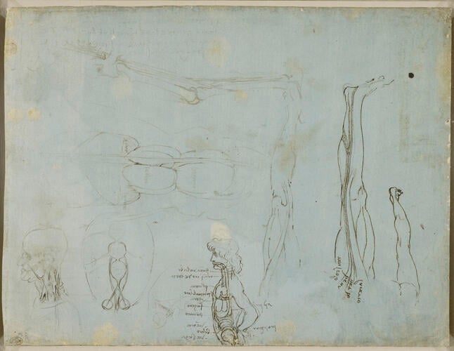 Recto: Miscellaneous anatomical studies. Verso: The leg sectioned