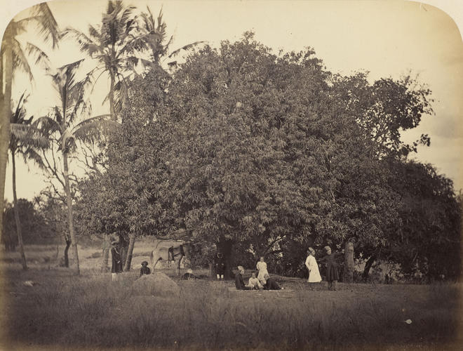 Men gathered under a Mango Tree in Katraj Bag