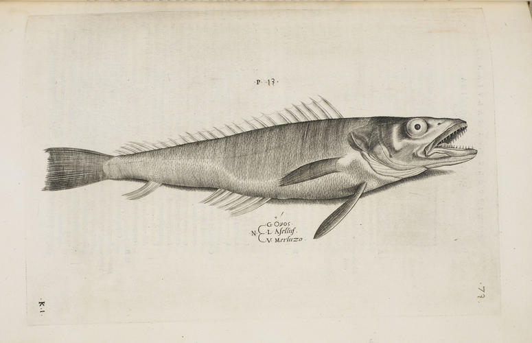 Aquatilium animalium historia / Hippolyto Salviano Aquatilium animalium historia / Hippolyto Salviano
