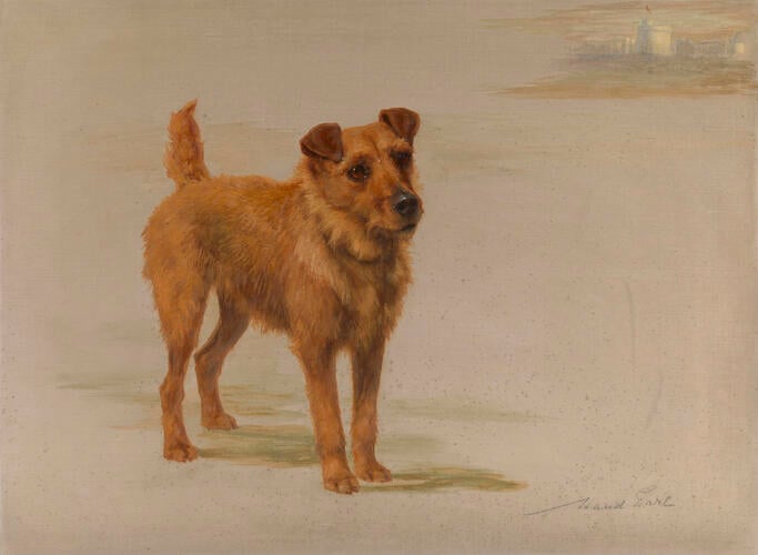 Jack, King Edward VII's Irish Terrier Jack, King Edward VII's Irish Terrier