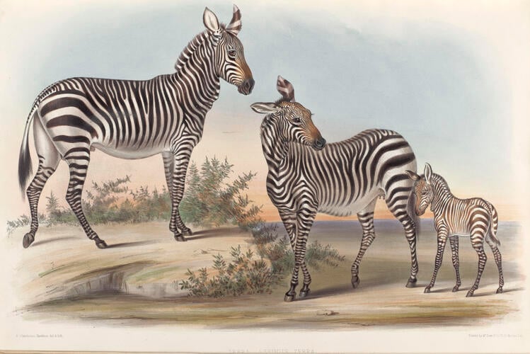 Gleanings from the Menagerie and Aviary at Knowsley Hall