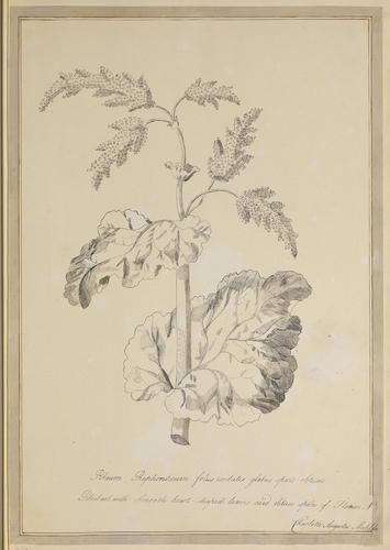 Rheum Raphonticum folus cordatis glabis specis obtusis