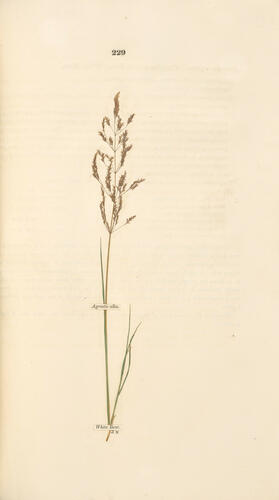 Hortus Gramineus Woburnensis : or an account of the results of experiments on the produce and nutritive qualities of different grasses, and other plants . . . / by George Sinclair Hortus Gramineus Woburnensis : or an account of the results of experiments on the produce and nutritive qualities of different grasses, and other plants . . . / by George Sinclair