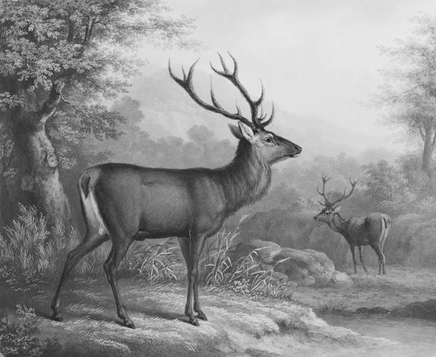 Stags in a Landscape Stags in a Landscape