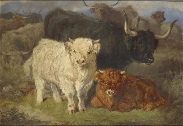 A study of Highland Cattle