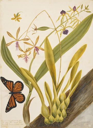 A Monarch butterfly, with orchids
