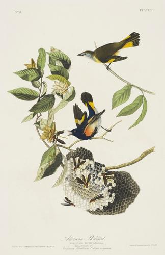 The Birds of America, from original drawings ; [v. 1] / by John James Audubon