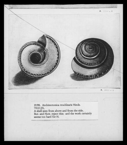 Shell - Architectonica trochlearis Hinds