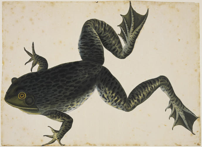 Bullfrog