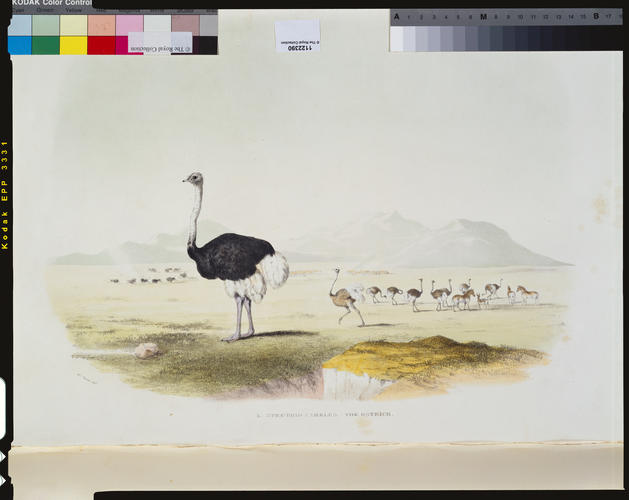 Portraits of the game and wild animals of Southern Africa, delineated from life in their native haunts, during a hunting expedition from the Cape Colony as far as the Tropic of Capricorn in 1836/37 . . . / by Capt. W. Cornwallis Harris