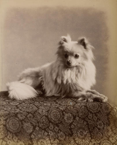 'Gina', pet dog of Queen Victoria, 1888