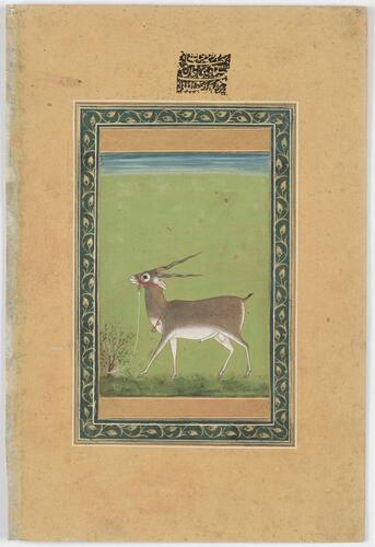 Master: Mughal album of portraits, animals and birds.
Item: Portrait of Syed Muhammad Banda Nawaz and painting of a black buck Master: Mughal album of portraits, animals and birds.
Item: Portrait of Syed Muhammad Banda Nawaz and painting of a black buck