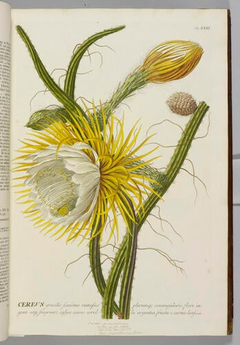 Plantae selectae, quarum imagines ad exemplaria naturalia Londini in hortis. . nutrita / painted by Georgius Dionysius Ehret, described by Christophorus Jacobus Trew