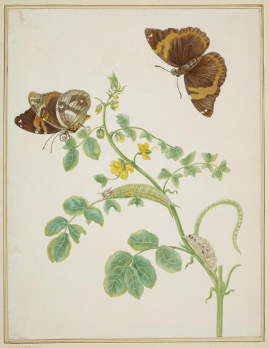 Coffee Senna with Split-Banded Owlet Butterfly