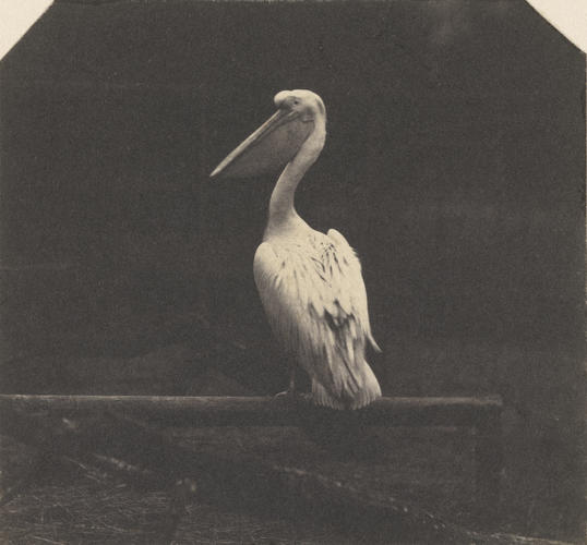 Crested pelican, London Zoo