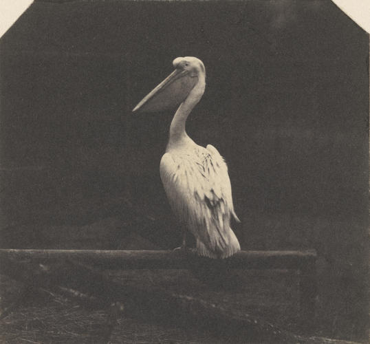 Crested pelican, London Zoo Crested pelican, London Zoo
