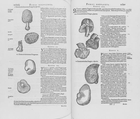 Rariorum plantarum historia / Carolus Clusius