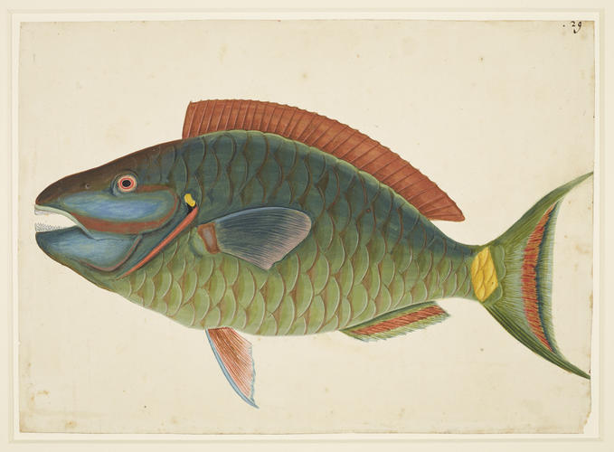The Parrot-Fish