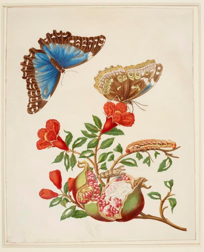 Pomegranate and Menelaus Blue Morpho Butterfly